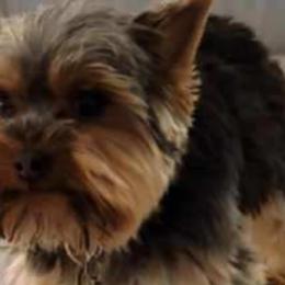 Sun - Yorkshire Terrier