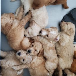 Goldendoodle Puppies from Americana Paws