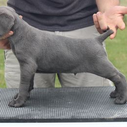 Cane Corso from Woodlands Cane Corso