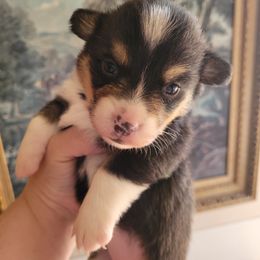 Girl 2 - Pembroke Welsh Corgi puppy in Karnack, Texas from Sureshot Corgis