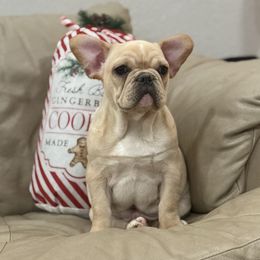 Dark cream - Cream male French Bulldog puppy in Nevis, Minnesota from Faithful Acres French Bulldogs