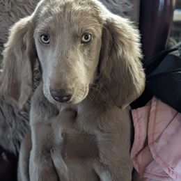 Girl 6 - female Long Haired Weimaraner puppy in Evart, Michigan from Drehbar Weimaraners
