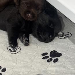 Labrador Retriever Puppies from Enchanted Garden Labradors