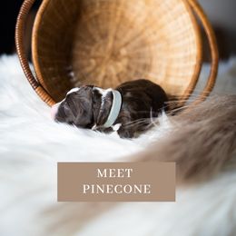 Pinecone - Brown and white Sheepadoodle puppy in North Carolina from Nomad's Doodles