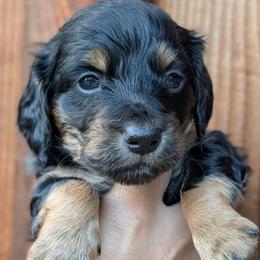 Dachshund puppies from Hill Top Kennels