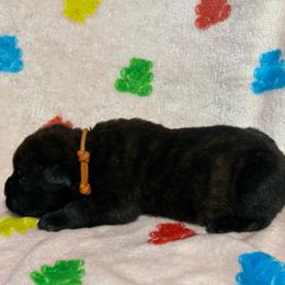 Orange Collar R - Black brindle male Cane Corso puppy in Paris, Texas from Knucklehead Cane Corso