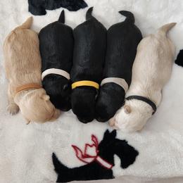 Scottish Terrier Puppies from Duran's Scotties