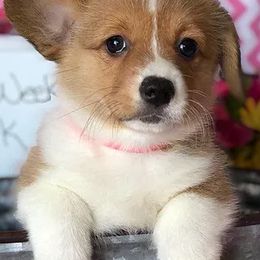 Pembroke Welsh Corgis from Sundance Acres Farm