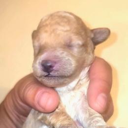Mr Brandon - Cream male Poodle puppy in Dolan Springs, Arizona from High Desert Companions