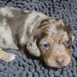Hazel - Chocolate and cream female Dachshund puppy in Salem, Oregon from Longdox Mini Dachshunds