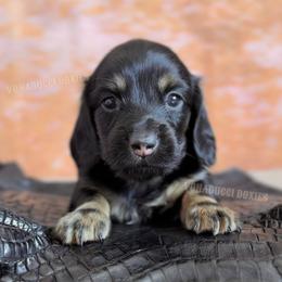 Willie Nelson - Black and tan male Dachshund puppy in Chandler, Arizona from Vonaducci Doxies, LLC.