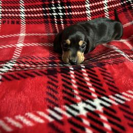 Chloe - Black and tan female Dachshund puppy in Grass Valley, California from Mis Doxie