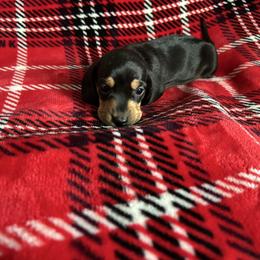 Chloe - Black and tan female Dachshund puppy in Grass Valley, California from Mis Doxie