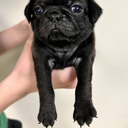 Green Collar Boy - Pug puppy in Greeneville, Tennessee from Bear Mountain Farms