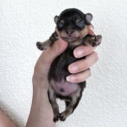 Pomeranian Puppies from Chic-Tastic Poms