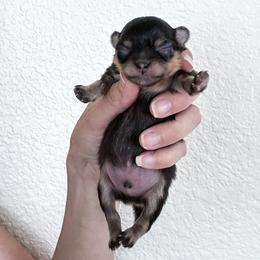Pomeranian Puppies from Chic-Tastic Poms