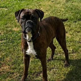 Jack - Boxer