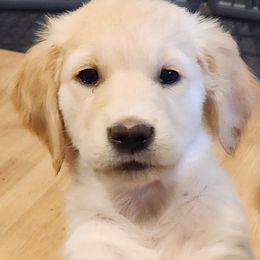 Honey - Golden Retriever puppy in Anchorage, Alaska from Denali Golden Retrievers