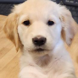 Honey - Golden Retriever puppy in Anchorage, Alaska from Denali Golden Retrievers