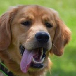 Golden Retrievers from Bee’s Retrievers