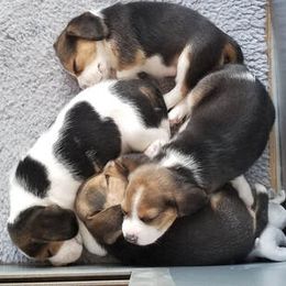 Beagles from Robey Creek Beagles