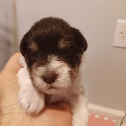 Green collar - Parti Miniature Schnauzer puppy in Bridgeport, Alabama from Whitts Black Pearl Miniature Schnauzers