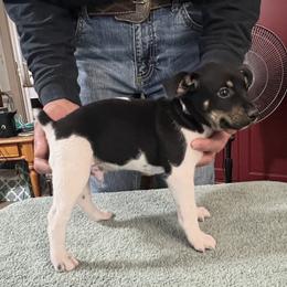 Pete - White black and tan male Rat Terrier puppy in Gonzales, Texas from Sunshine Deckers