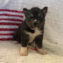 Caelum - Agouti and white male Siberian Husky puppy in London, Ohio from Rose Trail Siberian’s