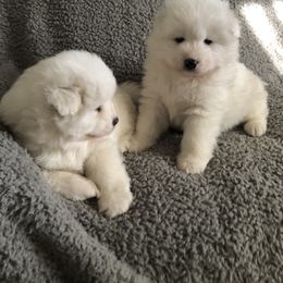 "couch time" Samoyed Puppies from Bluegrass Samoyeds
