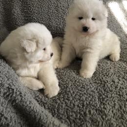 "couch time" Samoyed Puppies from Bluegrass Samoyeds