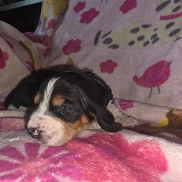 Black collar f - Black white and brown female Basset Hound puppy in Russellville, Kentucky from Morse's Basset Hounds