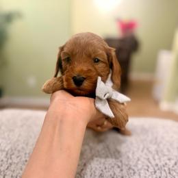 Black collar boy - Red  male Goldendoodle puppy in Dupont, Washington from Willow Tree Doodles