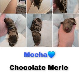 Mocha - Merle male Goldendoodle puppy in Summerville, South Carolina from Channys Doodles