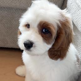 Kelpi - White male Cavapoo puppy in South Jordan, Utah from Wonderful World Doodles
