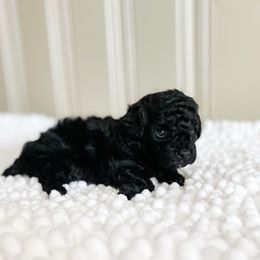 Beau - Black male Poodle puppy in Chapel Hill, North Carolina from Cyndi’s Poodles