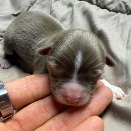Girl 1 - Red tri female Miniature Australian Shepherd puppy in Olean, New York from Windy River Mini Aussie