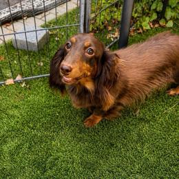 Tootsie - Dachshund