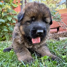 26F Black Collar - Sable male German Shepherd puppy in Mariposa, California from Team Reeves Ranch