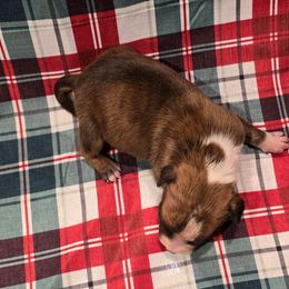 Girl 3 - Brown brindle female American Staffordshire Terrier puppy in Springfield, Illinois from Prairieland Kennels