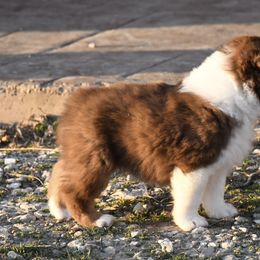 Australian Shepherd Puppies from BellSharps Australian Shepherds