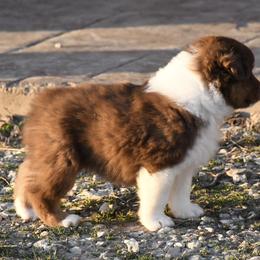 Australian Shepherd Puppies from BellSharps Australian Shepherds
