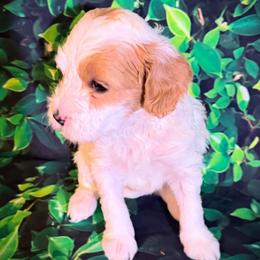 Snow White - Parti female Goldendoodle puppy in Bradenton, Florida from Christianna’s Mini Goldendoodles