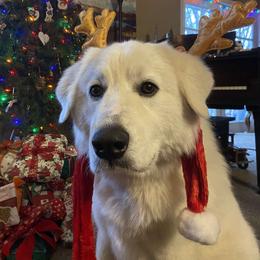 Great Pyrenees All Grown Up from The Yosemite Pyrenees Ranch