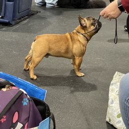 French Bulldog Puppies from Follow Farm French and English Bulldogs