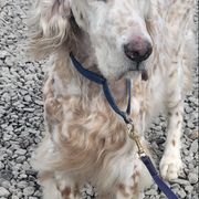 English Setters and Irish Setters from Emrock Setters
