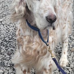English Setters and Irish Setters from Emrock Setters