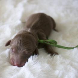 Ash - Chocolate and cream male Dachshund puppy in Morrow, Ohio from Courtney’s Colorful Doxies