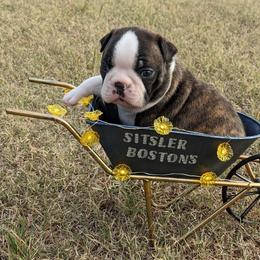 Boy 1 - Brindle and white male Boston Terrier puppy in Perry, Oklahoma from Sitsler Bostons