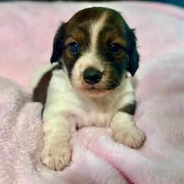 Ruby - Piebald female Dachshund puppy in Aiken, South Carolina from State Eight Dachshunds