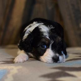 Ember 1 - Black tri-color female Aussiedoodle puppy in Redding, California from House Merrills Minis and Doodles